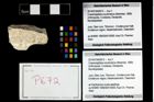 Foto (Objekt + Etikett) von Cracensigillatus acutirostrus (Moericke, 1889)  (NHMW-GEO-2014-0194-0672)